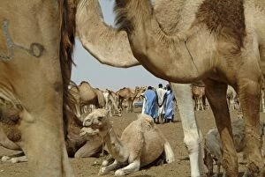 Images Dated 7th April 2006: Mauritania, Nouakchott, Dromedaries in the animals market