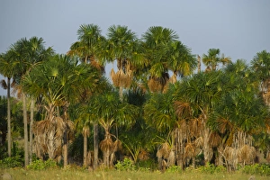 Mauritia (Moriche) Palm (Mauritia flexuosa) Savanna Rurununi GUYANA South America Mauritia (Moriche) Palm (Mauritia flexuosa) Savanna Rurununi GUYANA South America