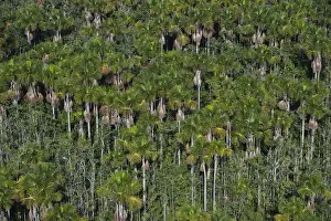 Mauritia (Moriche) Palm (Mauritia flexuosa) GUYANA South America Used for thatching
