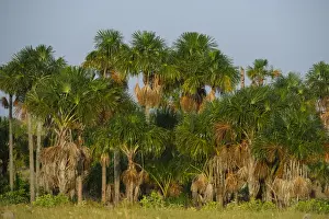 Rupununi Prints: Mauritia (Moriche) Palm (Mauritia flexuosa) Savanna Rurununi GUYANA South America