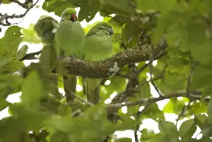 Foundation Prints: Mauritius, Black River Gorges. The Mauritius Echo parakeet, Psittacula eques, is