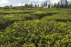 Images Dated 11th September 2007: Mauritius. Bois Cheri Tea Estate produces 7 different types of black tea