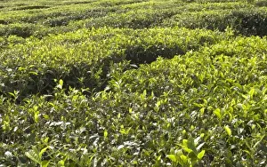 Images Dated 11th September 2007: Mauritius. Bois Cheri Tea Estate produces 7 different types of black tea