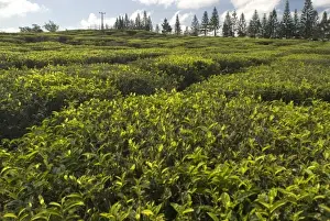Peter Skinner Prints: Mauritius. Bois Cheri Tea Estate produces 7 different types of black tea