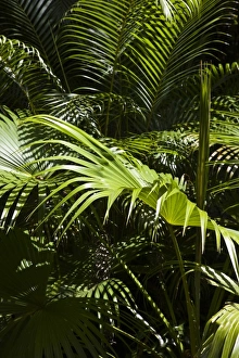 Images Dated 13th October 2008: Mauritius, Central Mauritius, Moka, palm fronds