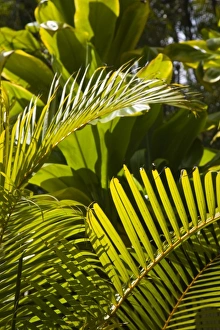 Palm Frond Prints: Mauritius, Central Mauritius, Moka, palm fronds