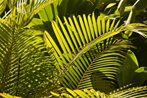 Images Dated 13th October 2008: Mauritius, Central Mauritius, Moka, palm fronds