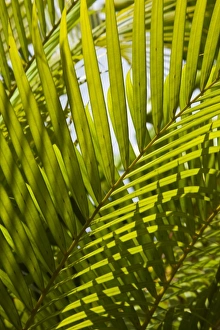 Mauritius, Central Mauritius, Moka, palm fronds