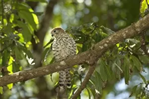 Images Dated 10th September 2007: Mauritius. The endemic Mauritius kestrel, Falco punctatus, is the only bird of prey