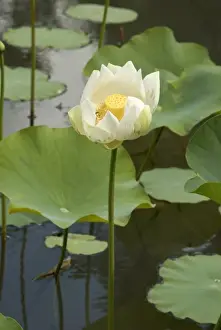 Images Dated 12th September 2007: Mauritius, Pamplemousses. The Nelumho (Nelumbo nucifera) found in this Lotus pond