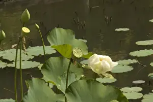 Peter Skinner Prints: Mauritius, Pamplemousses. The Nelumho (Nelumbo nucifera) found in this Lotus pond