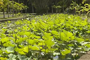 Images Dated 12th September 2007: Mauritius, Pamplemousses. The Nelumho (Nelumbo nucifera) found in this Lotus pond