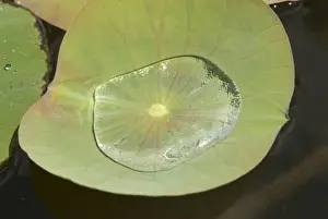 Peter Skinner Prints: Mauritius, Pamplemousses. Water collected in the leaf of the Nelumho (Nelumbo nucifera)