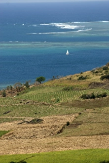 Images Dated 10th September 2007: Mauritius. Sugar cane fields and ocean vistas are typical Mauritius scenes