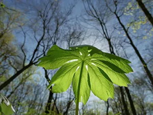 Images Dated 15th November 2023: Mayapple leaf, early spring, John James Audubon State Park, western Kentucky