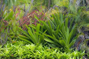 Kauai Prints: McBryde Garden, Kauai, Hawaii