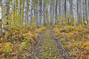 Roadway Prints: McClure Pass, Colorado with trail in grove of aspen trees