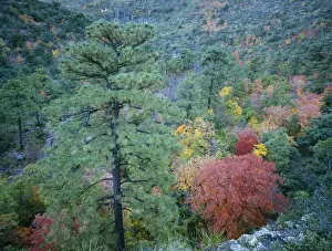 Pinus Ponderosa Prints: McKittrick Canyon with fall colors, Guadalupe Mountains National Park, Texas, USA