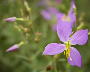 Wetlands Prints: Meadow beauty, Rhexia virginica, Half Moon WMA, Florida, USA