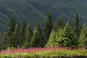 Lake Clark National Park And Pr Prints: Meadow of fireweed flowers in the fall, Lake Clark National Park and Preserve, Alaska