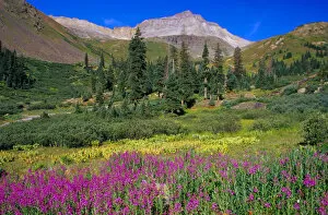 Images Dated 17th October 2005: Meadow of Fireweed and Mt. Sneffels in the Mt. Sneffels Wilderness Area