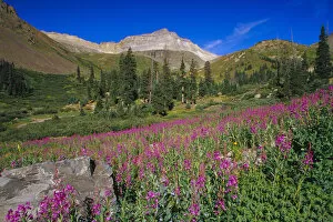 Meadow of Fireweed and Mt. Sneffels in the Mt. Sneffels Wilderness Area
