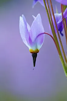 Sierra Prints: Meadow of Jeffreys Shooting star flowers