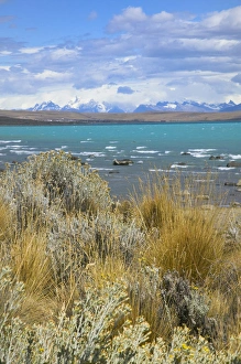 Lago Argentino Prints: Meadow by Lago Argentina, El Calafate, Patagonia, Argentina