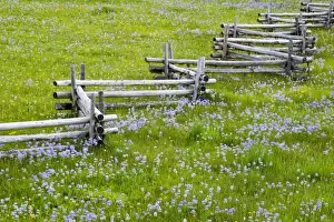 Images Dated 4th July 2008: Meadow of penstemon wildflowers and cross stitch fence in the Sawtooth National Forest