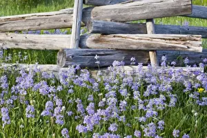 Penstemon Prints: Meadow of penstemon wildflowers and cross stitch fence in the Sawtooth National Forest