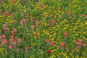Meadow of red Texas Paintbrush and Purple-head Sneezeweed, Texas hill country, near Marble Falls, Texas
