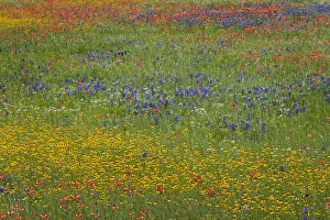Hill Country Prints: Meadow of red Texas Paintbrush and Purple-head Sneezeweed and bluebonnets