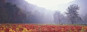 Carolina Prints: Meadow of Sumac saplings in autumn, Great Smoky Mountains National Park, North Carolina