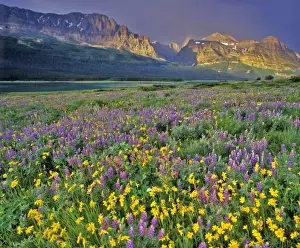 Lupin Prints: Meadow of wildflowers in the Many glacier Valley of Glacier National Park in Montana