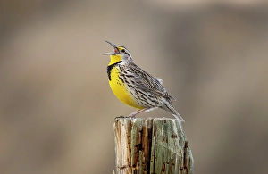 Migration Prints: Meadowlark singing at Freezeout Lake Wildlife Management Area near Choteau