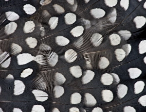 Spots Prints: Mearns Quail White spotted black feathers