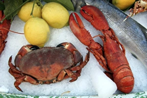 Images Dated 4th January 2007: Mediteranean Fresh Catch