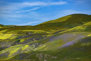 Betty Sederquist Prints: Medley of brilliant wildflowers covers the California Coast Range in spring
