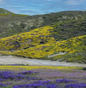 Betty Sederquist Prints: Medley of wildflowers covers the hillside in the Carrizo Plains