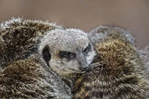 Meerkat Prints: Meerkat family sleeping together