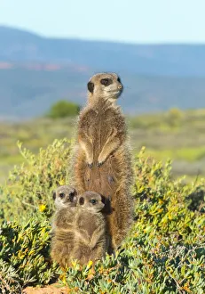 Images Dated 30th October 2018: Meerkat family. Western Cape Province, South Africa
