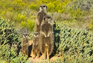 South Africa Prints: Meerkat family. Western Cape Province, South Africa