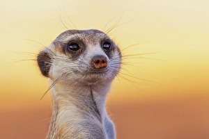 Kalahari Desert Prints: Meerkat on the lookout at sunset in the Kalahari Desert