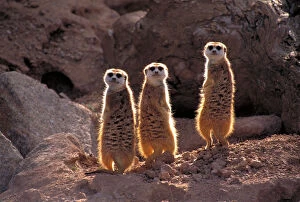 Meerkats (Suricata suricatta) are also called suricates and are a kind of mongoose
