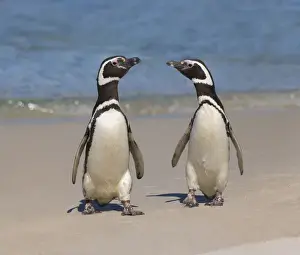 Megellanic Penguin (Spheniscus magellanicus) on the beach, Falkland Islands