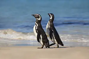Images Dated 10th September 2009: Megellanic Penguin (Spheniscus magellanicus) on the beach, Falkland Islands