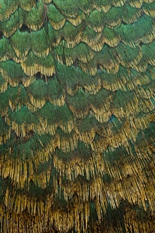 Breast Feathers Prints: Melanistic Pheasant breast feathers