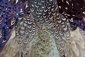 Images Dated 6th November 2011: Melanistic Pheasant feather pattern