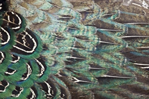Images Dated 15th November 2011: Melanistic Pheasant feather pattern