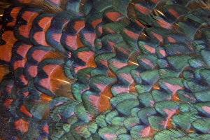 Images Dated 16th November 2011: Melanistic Pheasant feather pattern